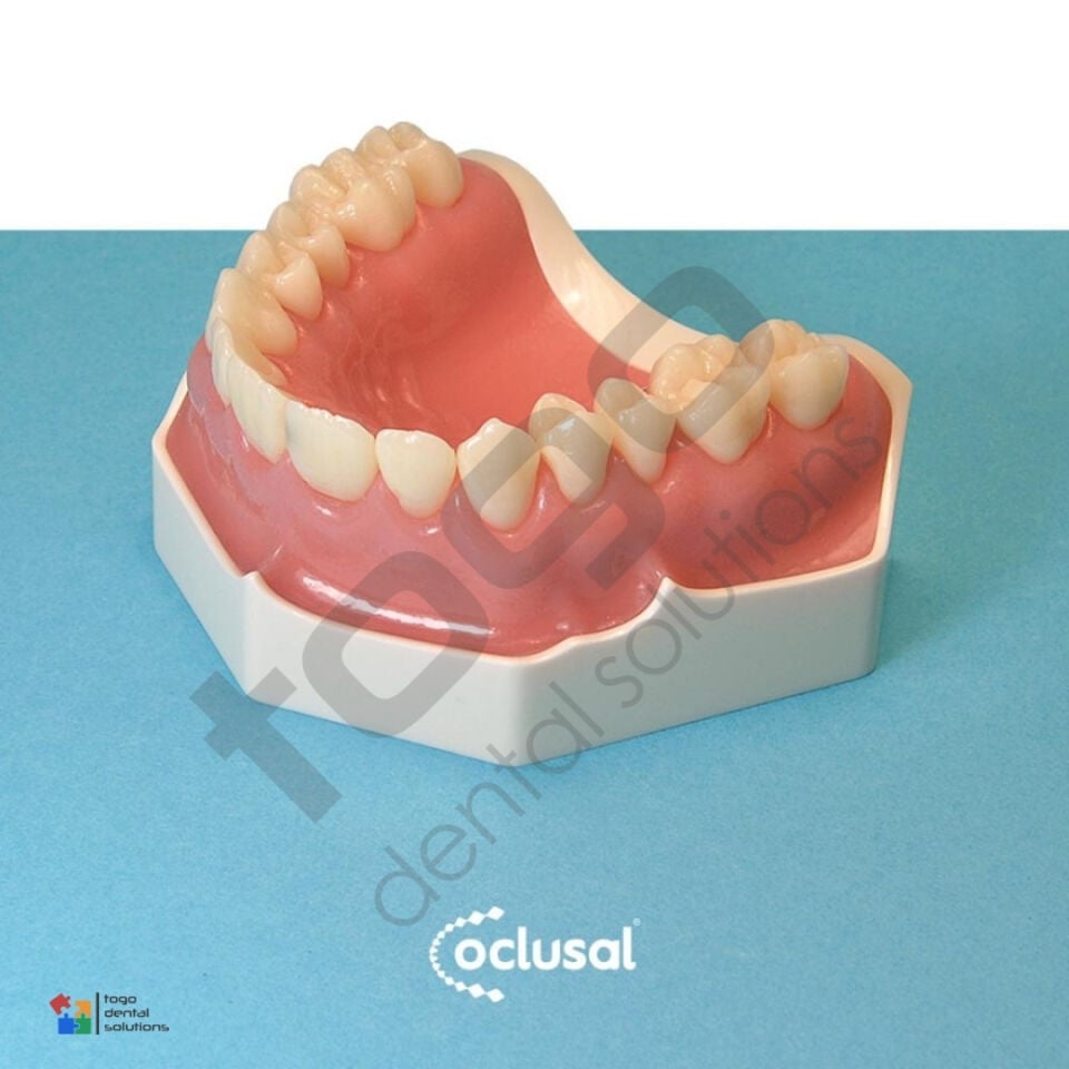 P-Oclusal Üst Çene Eğitim Modeli