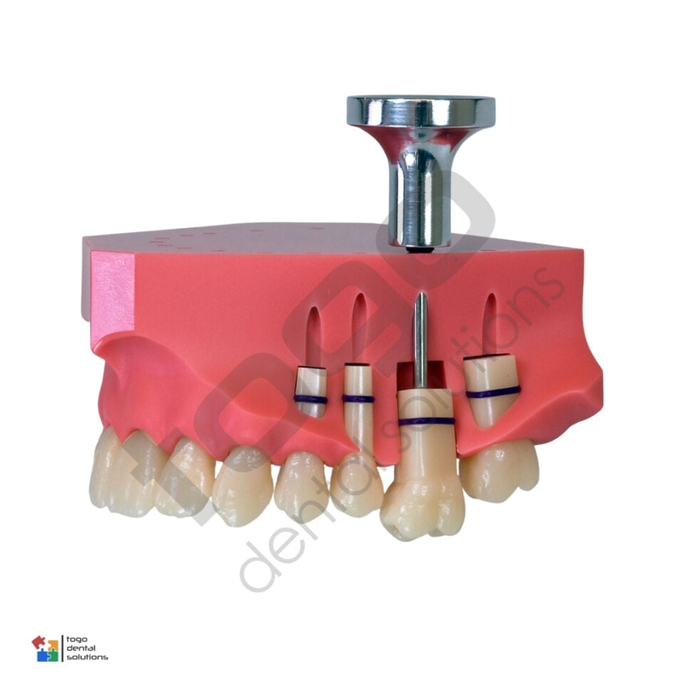 P-Oclusal Üst Çene Eğitim Modeli