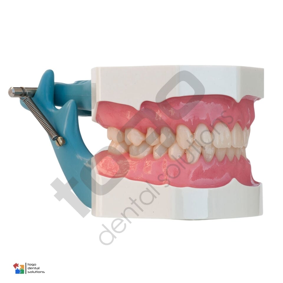 P-Oclusal Alt-Üst Artikülatörlü Çene Eğitim Modeli