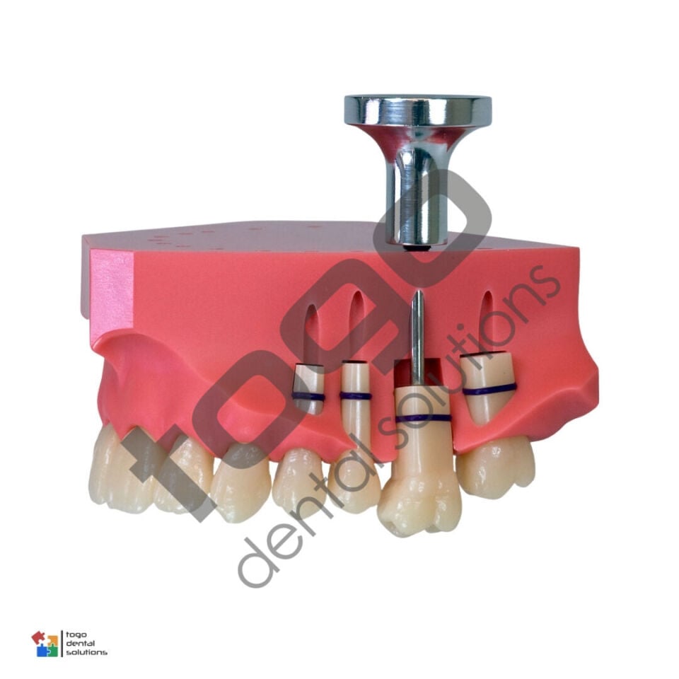 P-Oclusal Anterior Diş Eğitim Modelleri